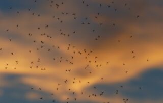 muggen insecten